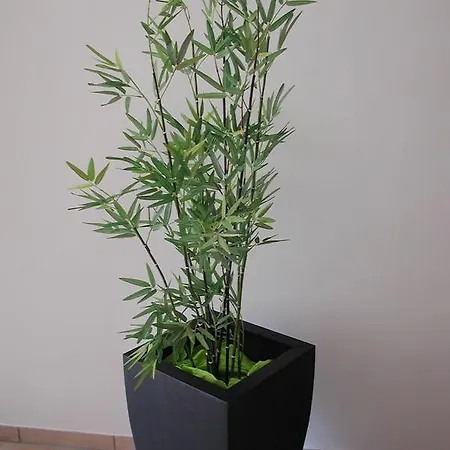 Apartment Pusteblume